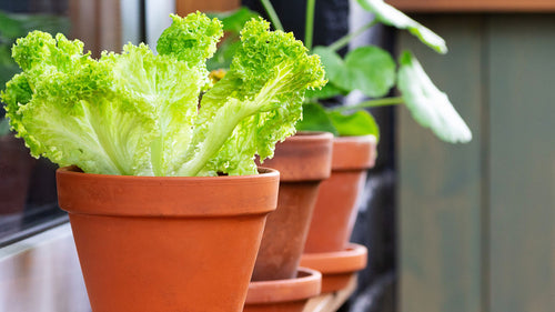 4 Hidden Benefits of Growing Your Own Veggies