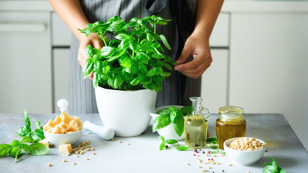 Basil: A Flavorful Herb for Health and Home