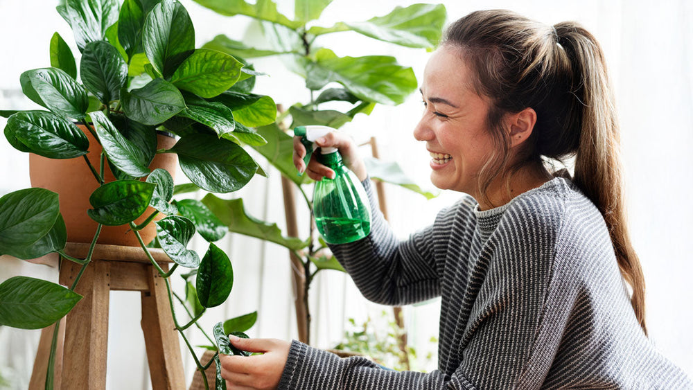 Biophilic Design: Bringing Nature Inside for Wellness