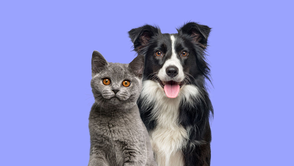 Exploring Acid Reflux in Pets: Signs, Causes, and Remedies
