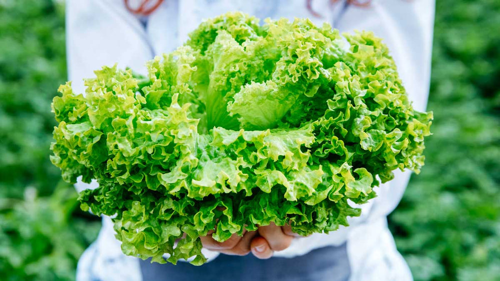 Maximize Your Garden's Fall Harvest: Nutrient-Rich Foods to Try