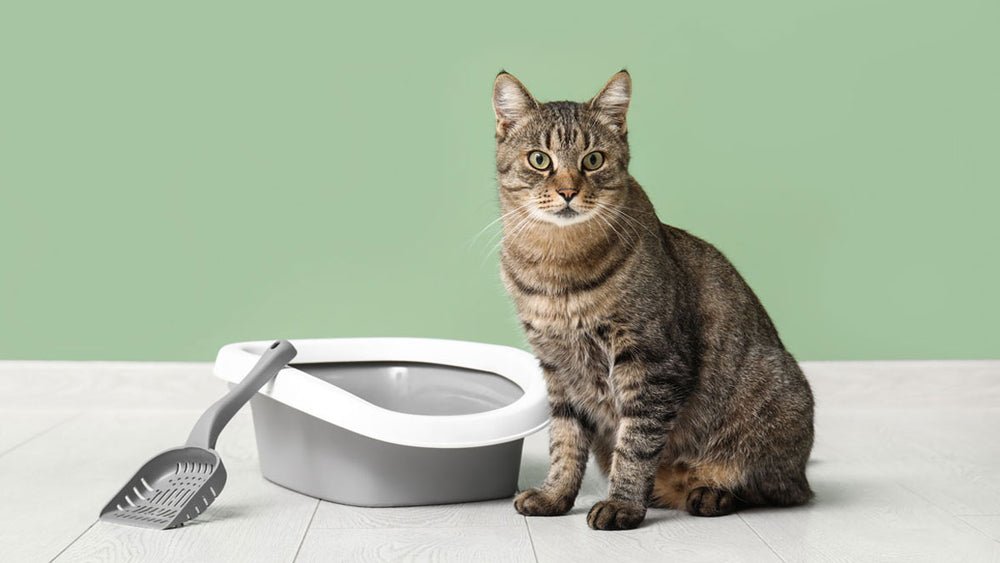Understanding Toxoplasmosis: Implications for Gut Health and Wellness