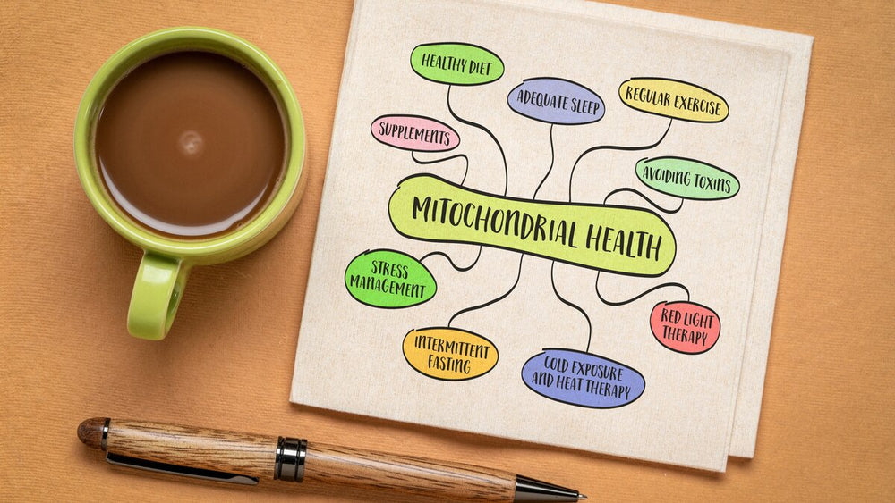 Mitochondrial Wellness: How to Support Your Cells’ Energy Powerhouses
