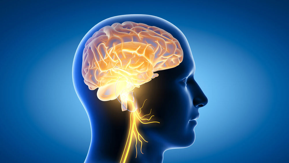 The Vagus Nerve and Gut Health: How the Gut-Brain Connection Impacts Digestion