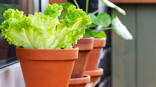 4 Hidden Benefits of Growing Your Own Veggies