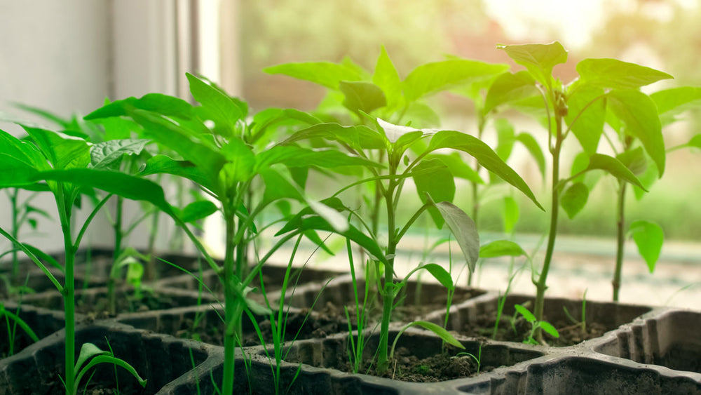 4 Low FODMAP Herbs for an IBS-Friendly Kitchen Garden