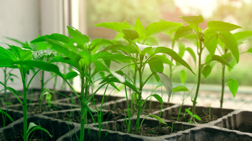 4 Low FODMAP Herbs for an IBS-Friendly Kitchen Garden