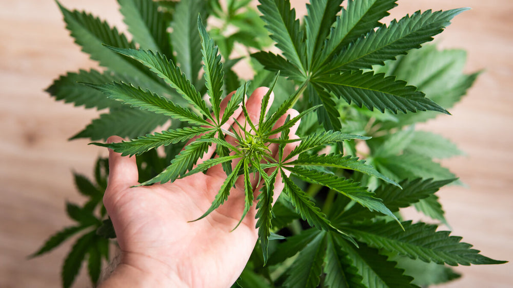 Cannabis Hyperemesis Syndrome: Understanding the Vomiting Cycle