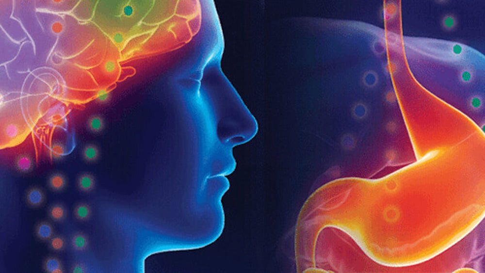 Your Vagus Nerve Explained: Why Your Gut and Brain Are Always Talking