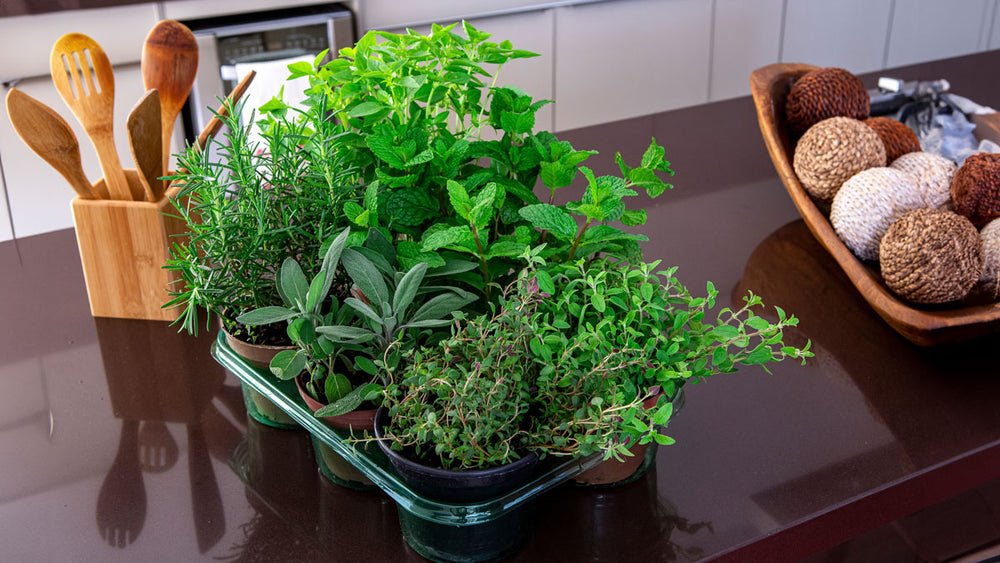 Indoor Gardening: Grow Fresh Herbs and Veggies Year-Round