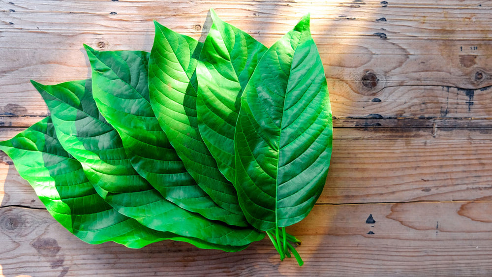 Exploring Kratom: Uses, Controversies, and Cautionary Considerations