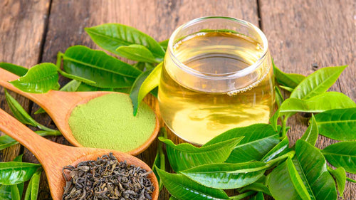 Green Tea and Your Gut Microbiome