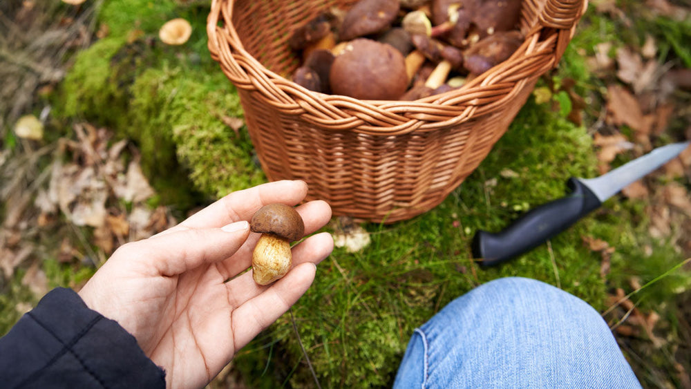 The Forager's Diet: Fact or Fiction