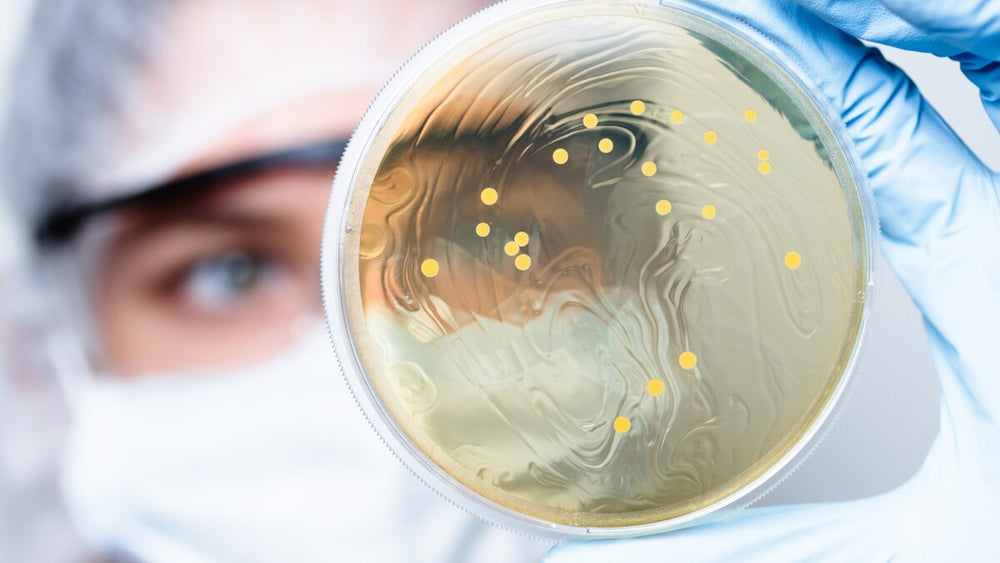 What Is the Gut Microbiome? Understanding Gut Bacteria and Gut Health